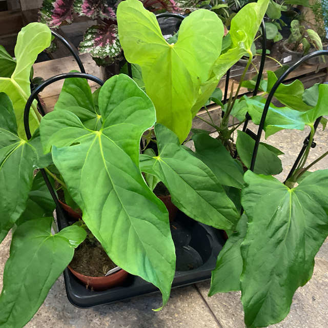 Anthurium boa