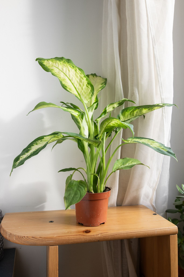 Dieffenbachia Camilla 🌿