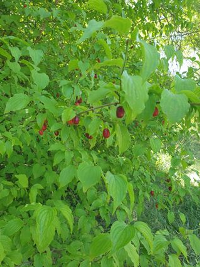 Cornouiller Mâle (Cornus mas)