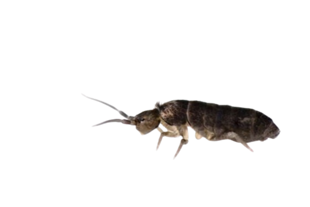 Collembole
