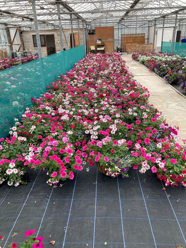 16" Metal Hanging Basket