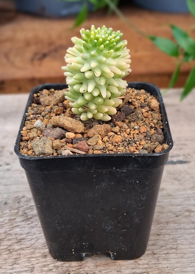 D100 . Mammillaria cv. Caterpincy f. variegata