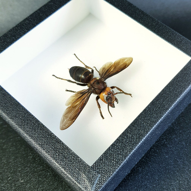 Vespa mandarinia