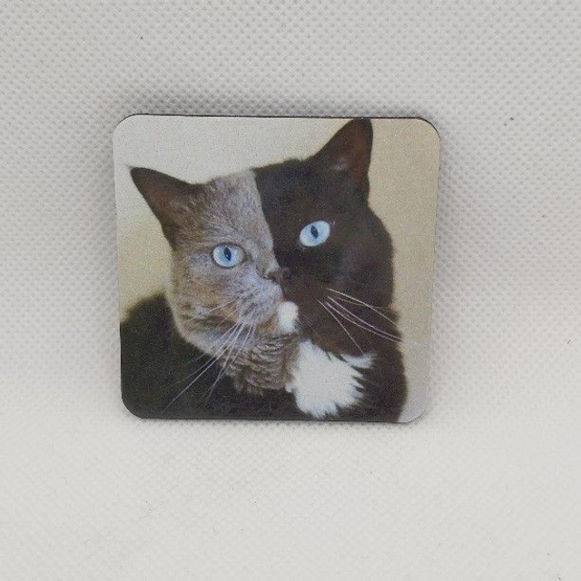 Chat - British shorthair