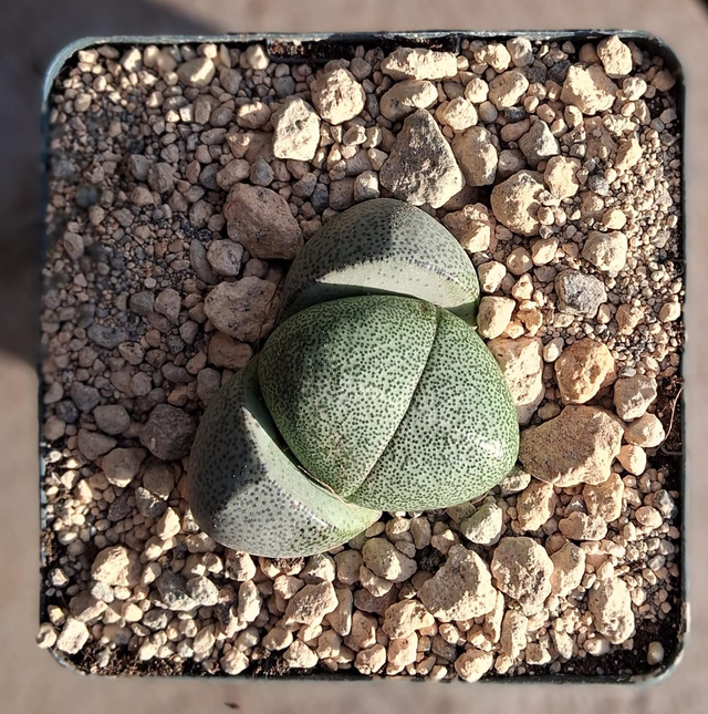 D116 . Pleiospilos nelii