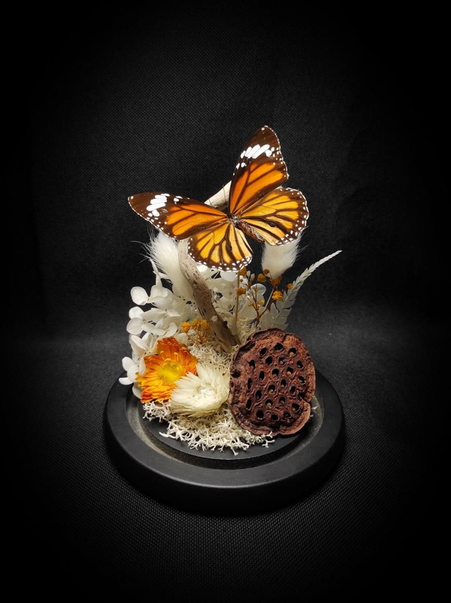 Diorama Papillon &quot;Monarque Indien&quot; 
