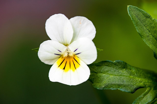 Viola odorata (Pensées)