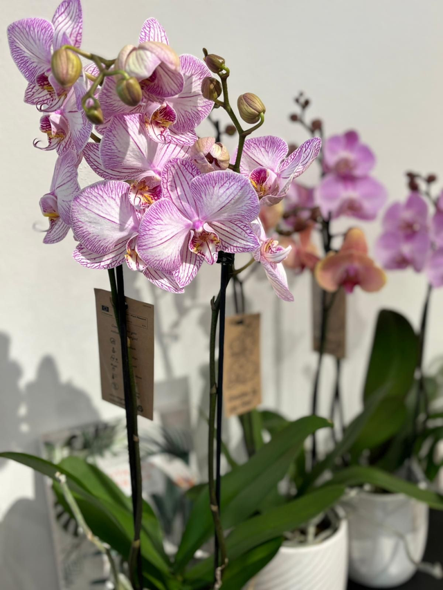 Orchidea bianca screziata glicine