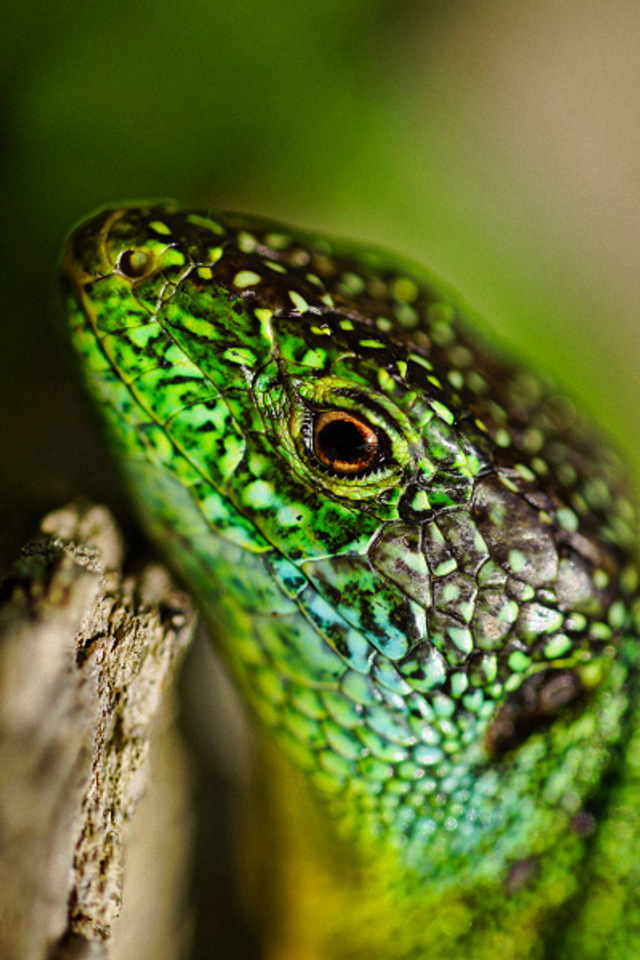 Lezard vert