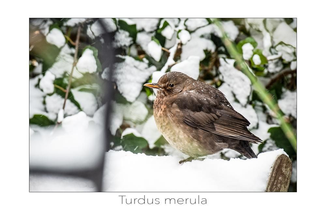 Fotokunstkaart Turdus merula