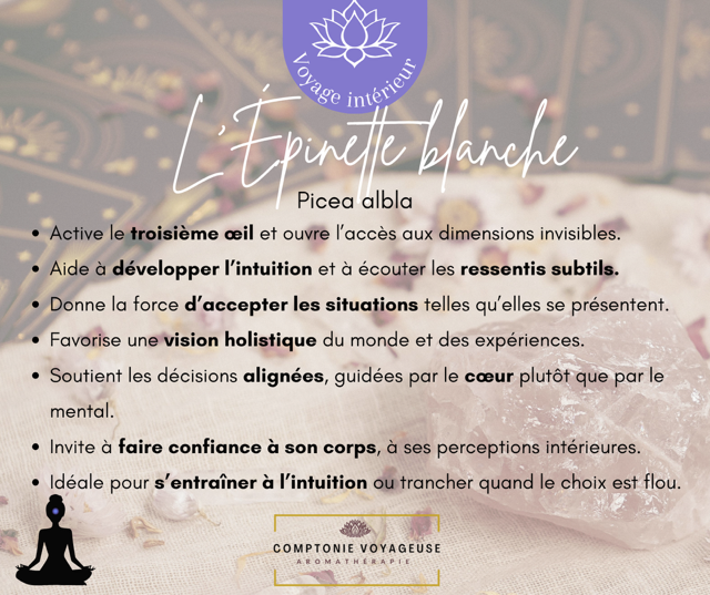 Voyage intérieur - Épinette blanche 