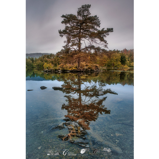Tarn Hows Tree