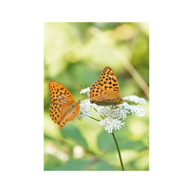 Carte postale photographie #9 Duo papillons