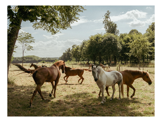 Chevaux de Versailles