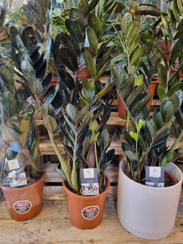 Zamioculas Lucky (zz plant)