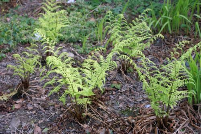 Dryopteris stewartii - Stewarts Wood Fern 9cm 