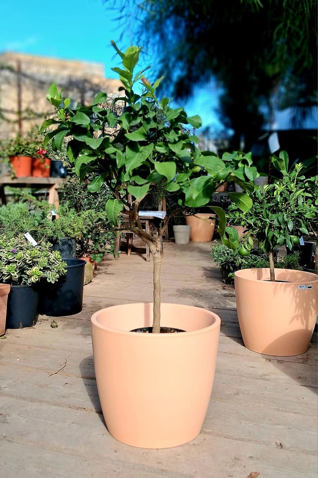 K27 . Vaso Emilia Arena 41