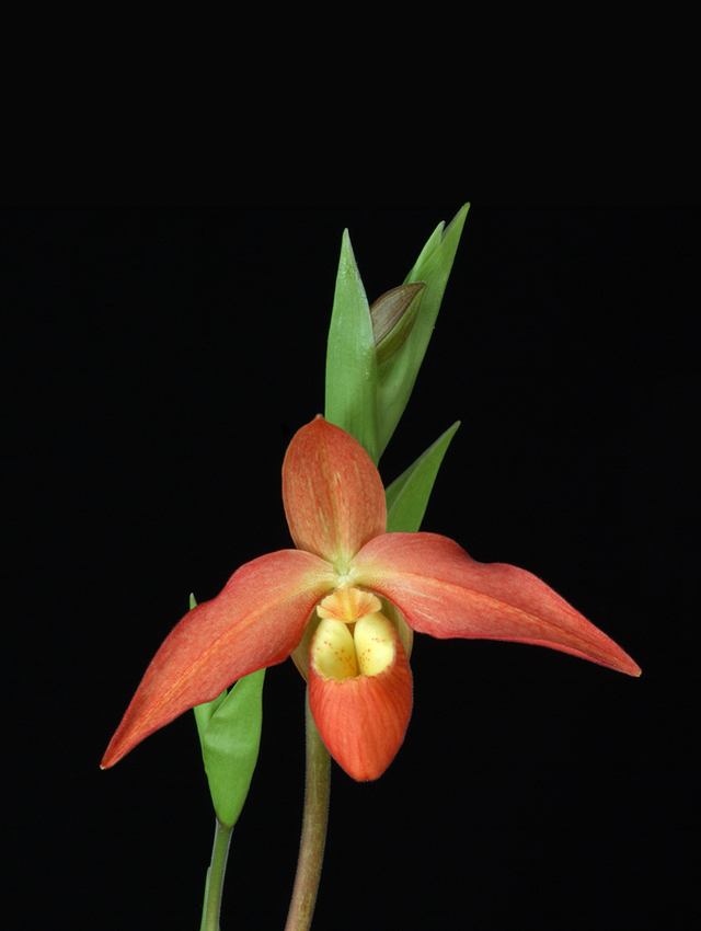 Clearing the Way Essence