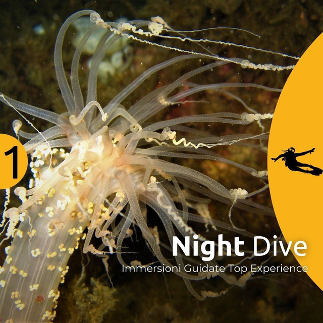 Top Dive - NIGHT