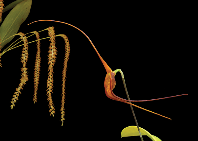 Shiva's Crown Combination Essence