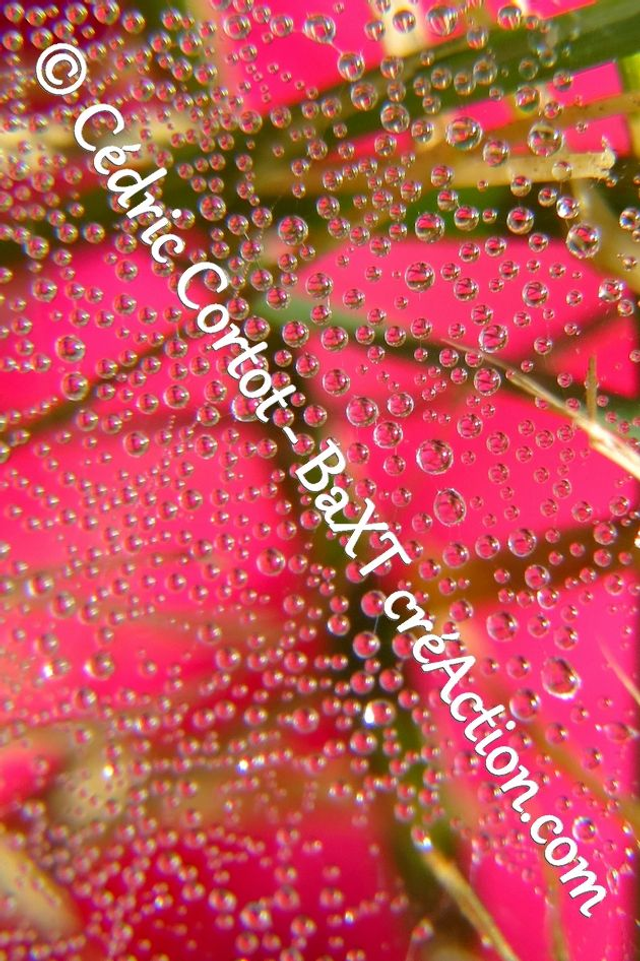 Impression sur alu dibond - Rosée et gouttes de pluie (ref 0174)