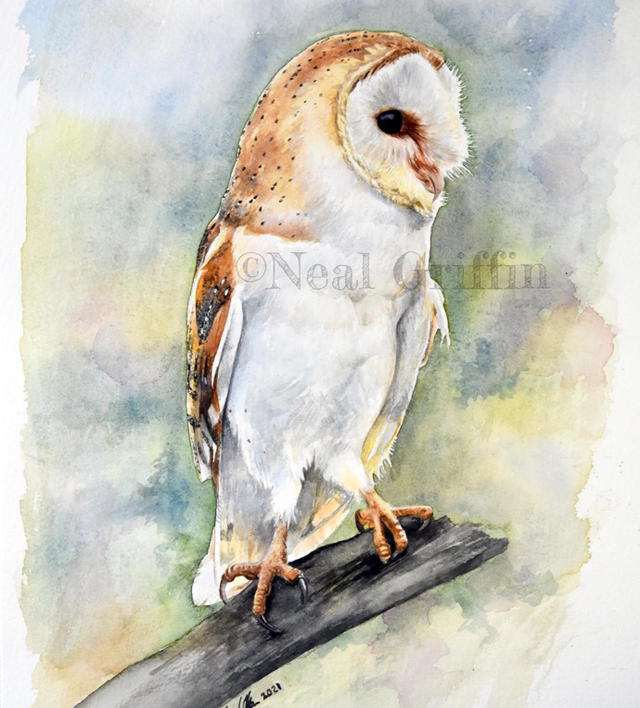 ‘Barn Owl’ Giclee print 