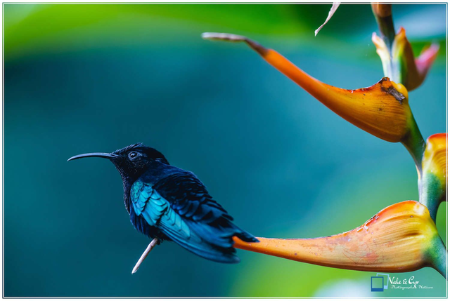 Tirage d'art : Saphir