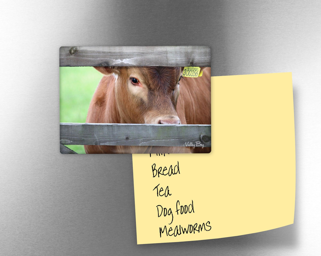 "Peeka Moo" Fridge Magnet  