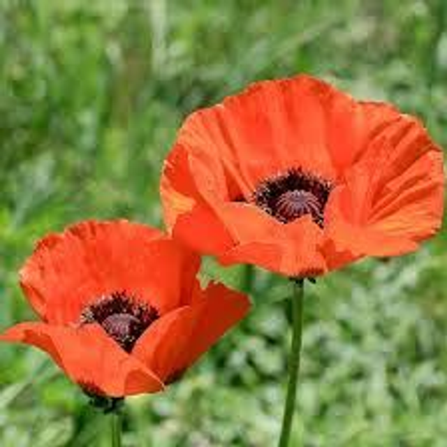 Papaver orientale Brilliant 1L