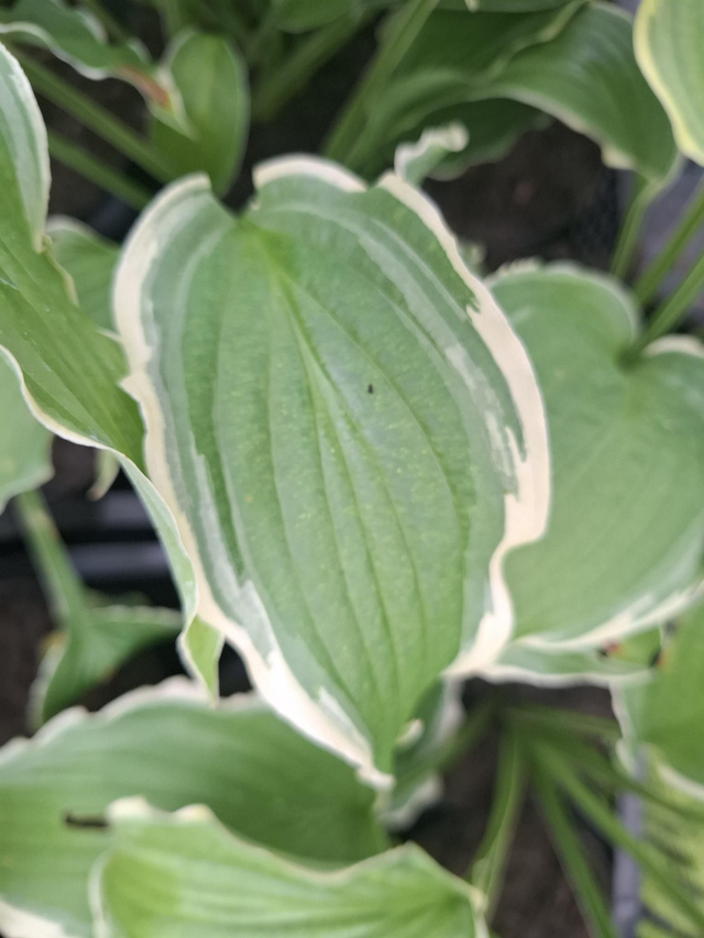 Hosta &#039;Spring Fling&#039; 1 litre