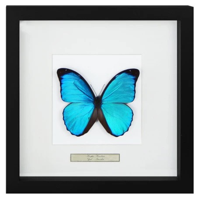 Morpho menelaus 