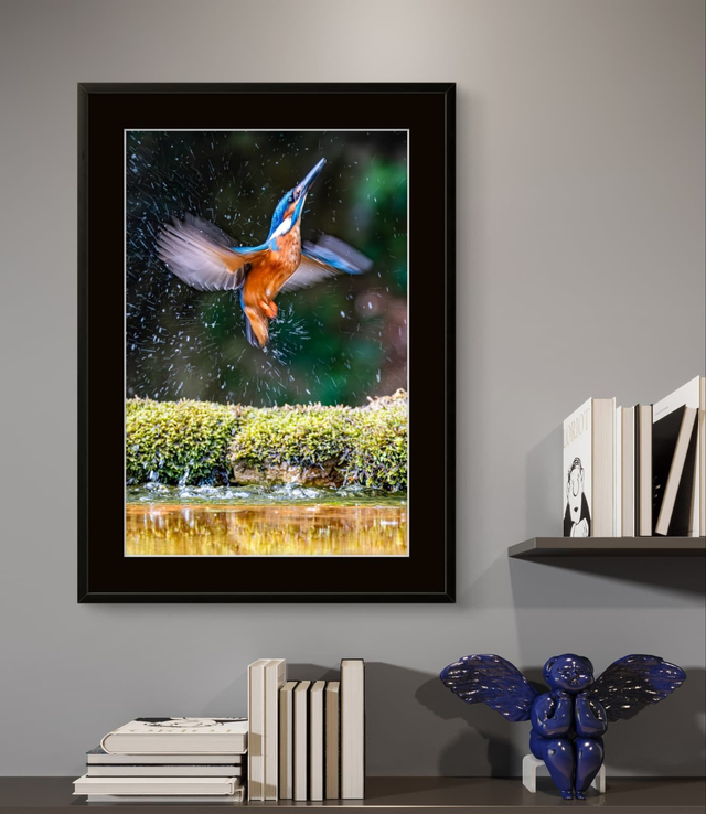 Birds - Kingfisher in Flight - Print Only