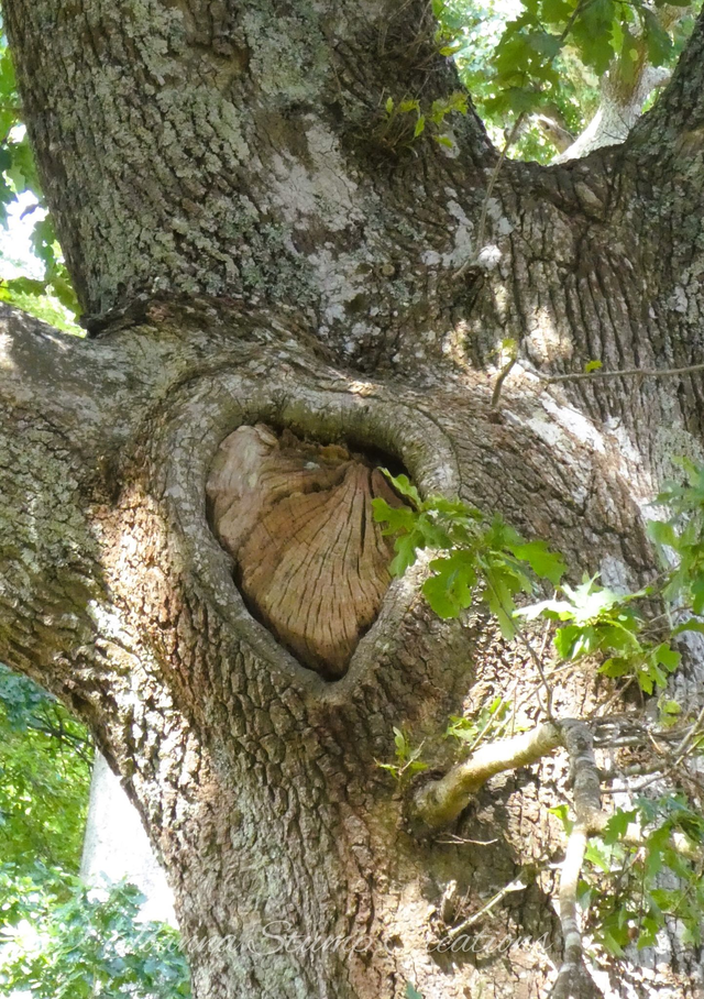 Photographic Open Edition Canvas Panel Print from my "Woodland" collection "For the Love of Trees"