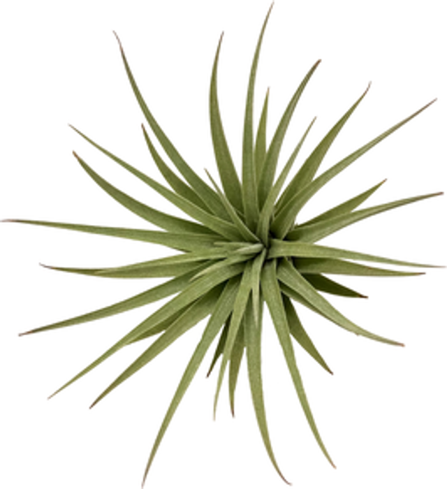 Tillandsia espinosae L