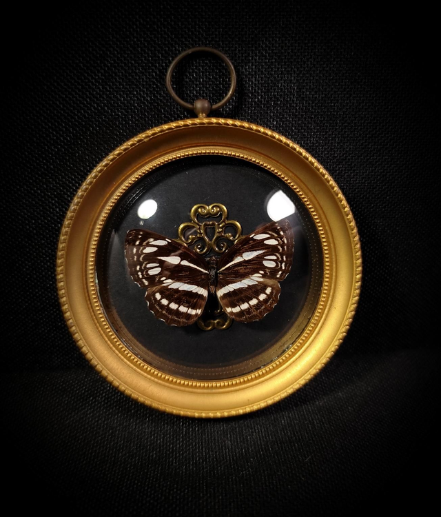 Cadre Vintage Papillon Neptis Hylas