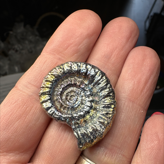 Bismuth Ammonite 