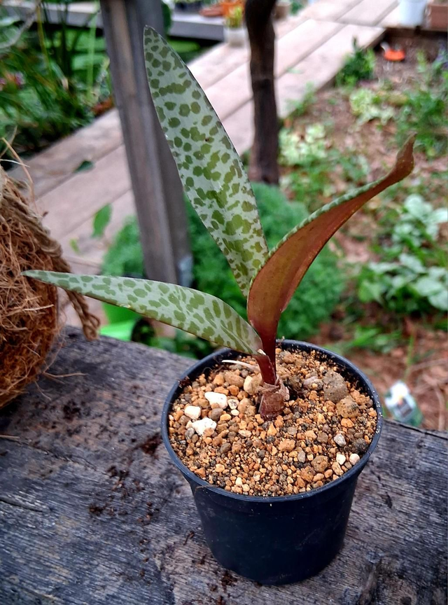 D146 . Ledebouria vaso 7