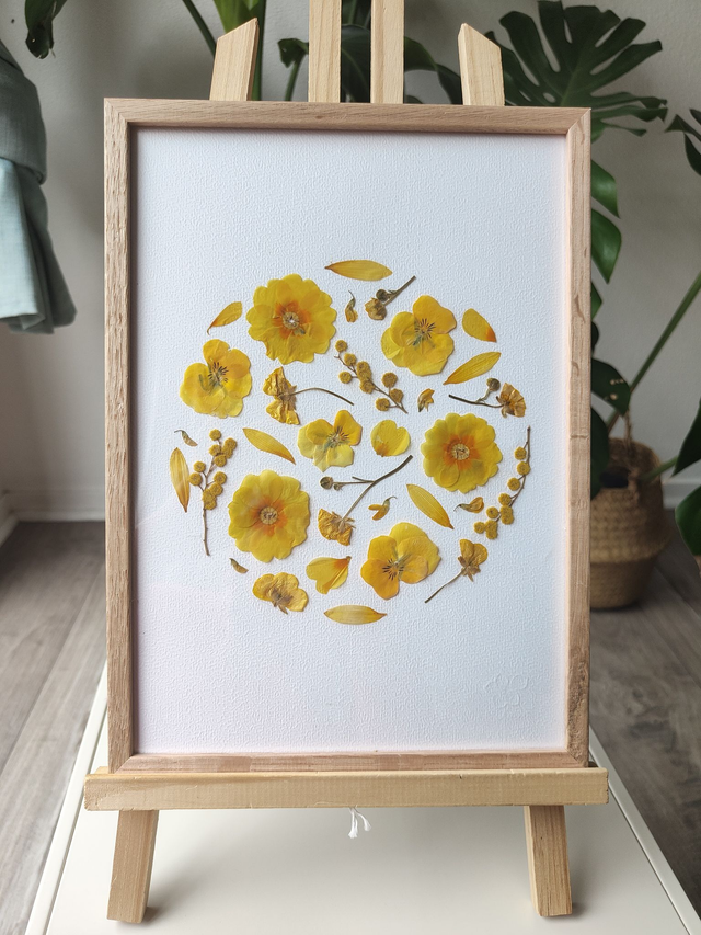 Herbier de fleurs pressées