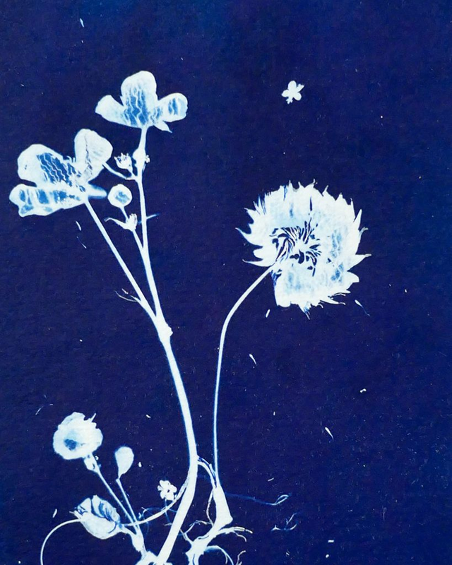 Cyanotype "Hybride en bleu n°14"