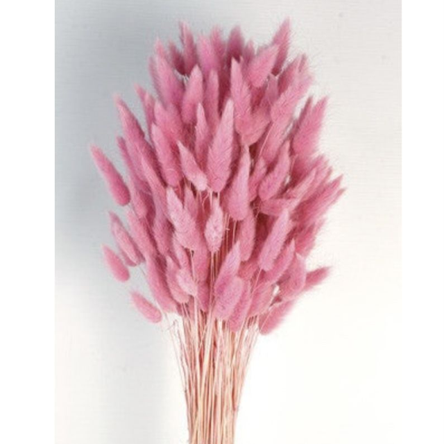DRIED Lagurus (Bunny Tails