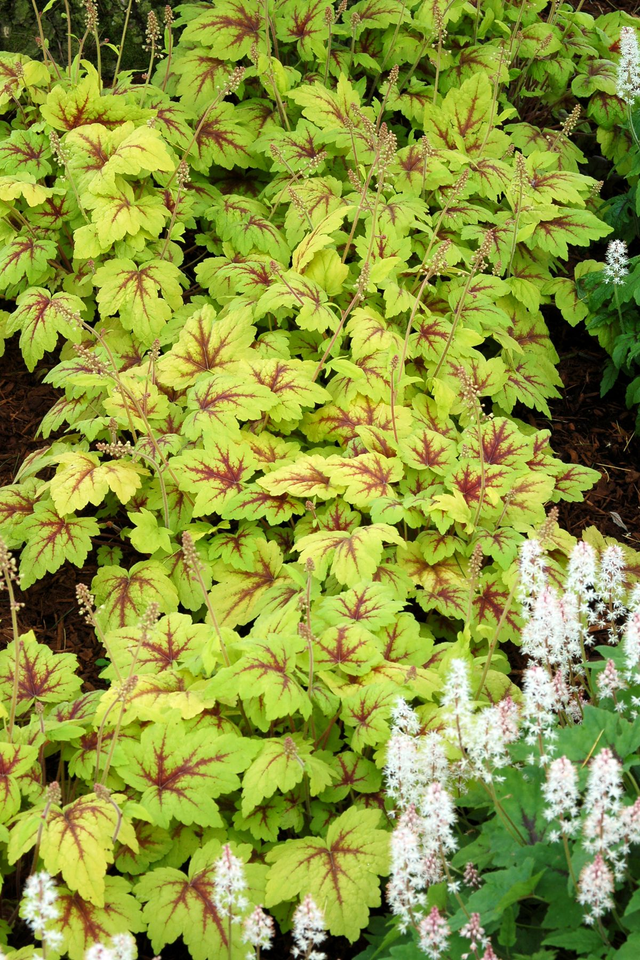 NEW!! Heucherella 'Stoplight' P9 (0.5l) 