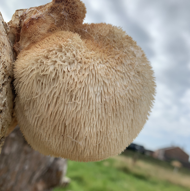 10g Lionsmane powdered mushroom