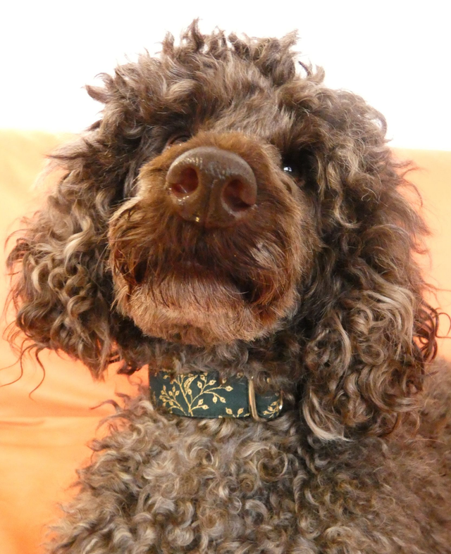 Collier chien Gabrielle