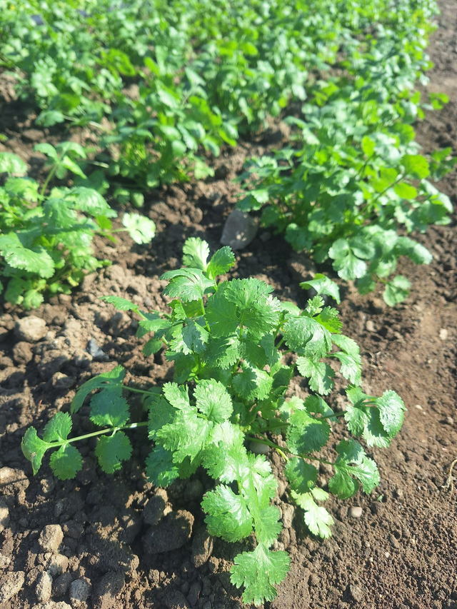 Coriandre bio 🌿