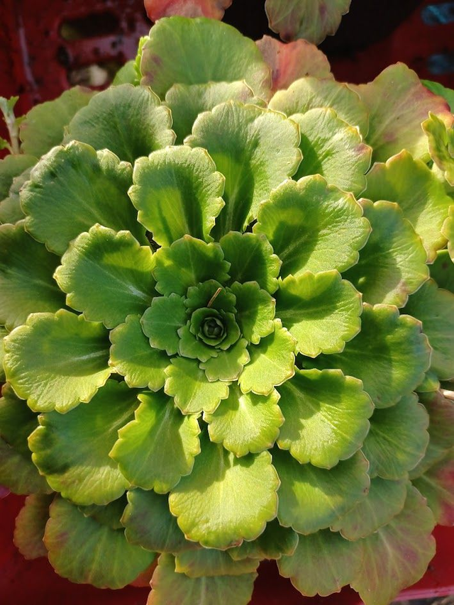 Saxifraga x urbium