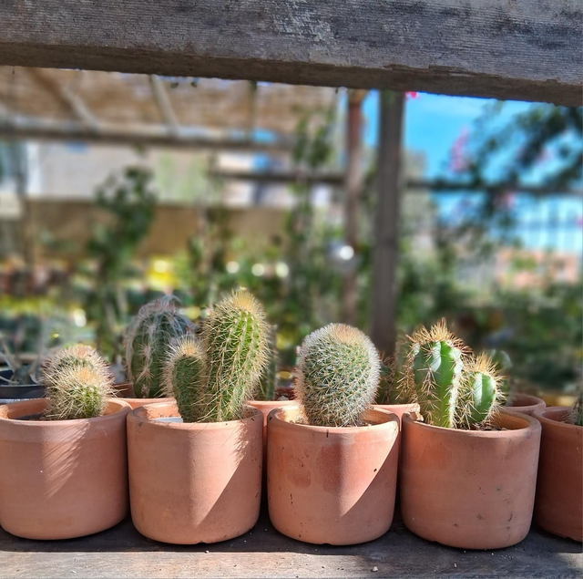 D33 . Grasse in mini cachpot di terracotta