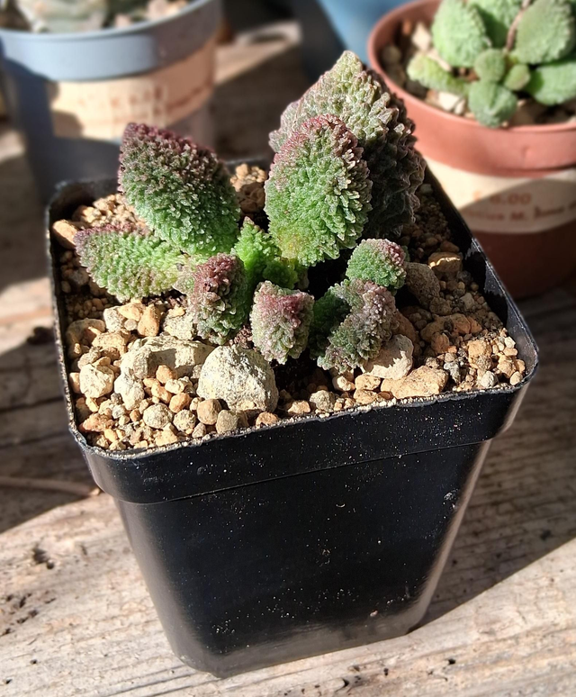 D73 . Adromischus marianae f. herrei 'Red Coral'