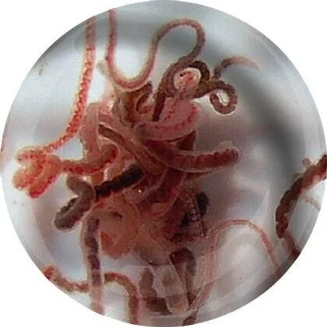 Levende tubifex 4038358100154