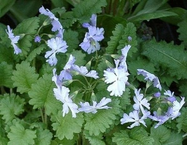 4 X plants of Primula sieboldii Blue Shades woodlander
