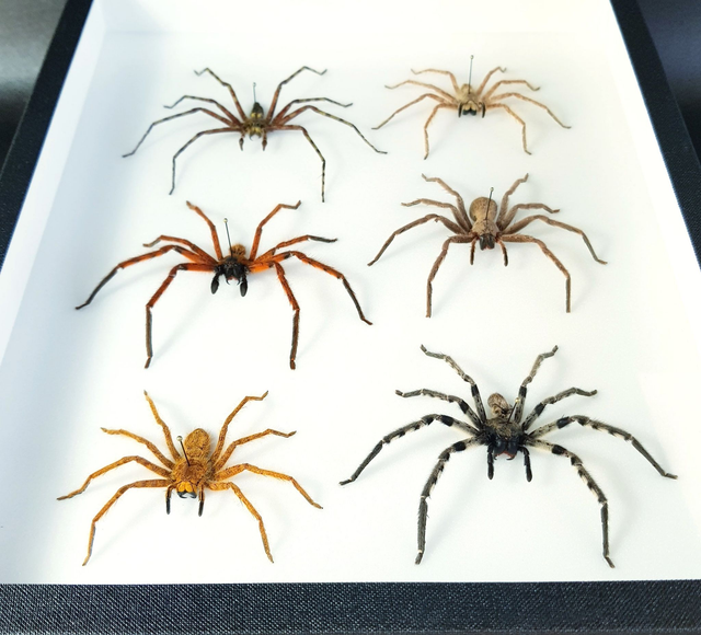 Collection d'Heteropoda sp.